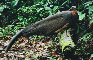 Astonishing natural heritage that still clings on to such regions of Sarawak