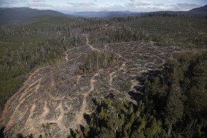 Plantation and re-growth 'eco-wood'? Yes, according to Rolley - only younger trees from this intact native forest were used by Ta Ann - the rest was burnt. 