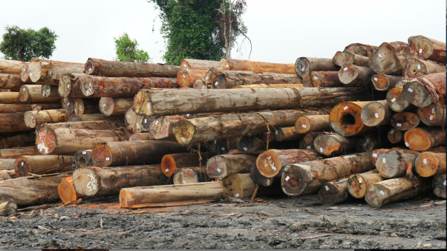 Large piles of illegal Tapang wood, which locals found had been secretly felled by MM Golden Sdn Bhd