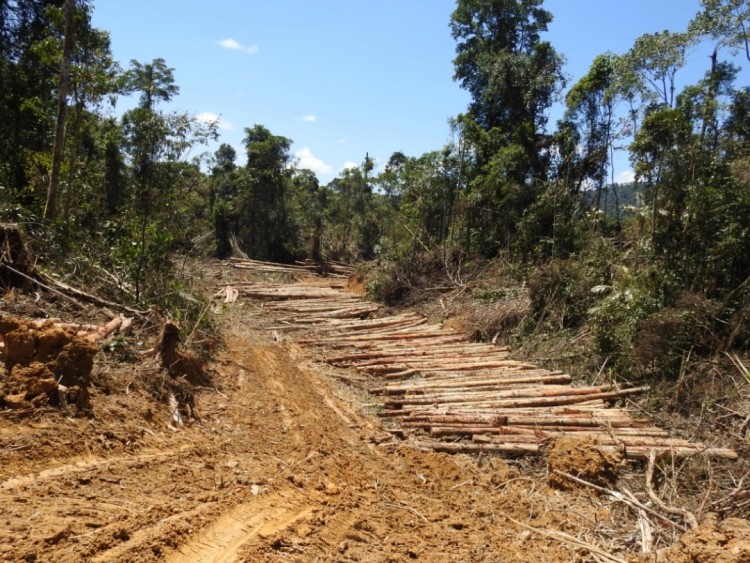 Suspended full clearance by loggers