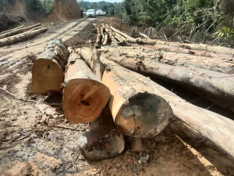 A makeshift road has been bulldozed into the already damaged forest area
